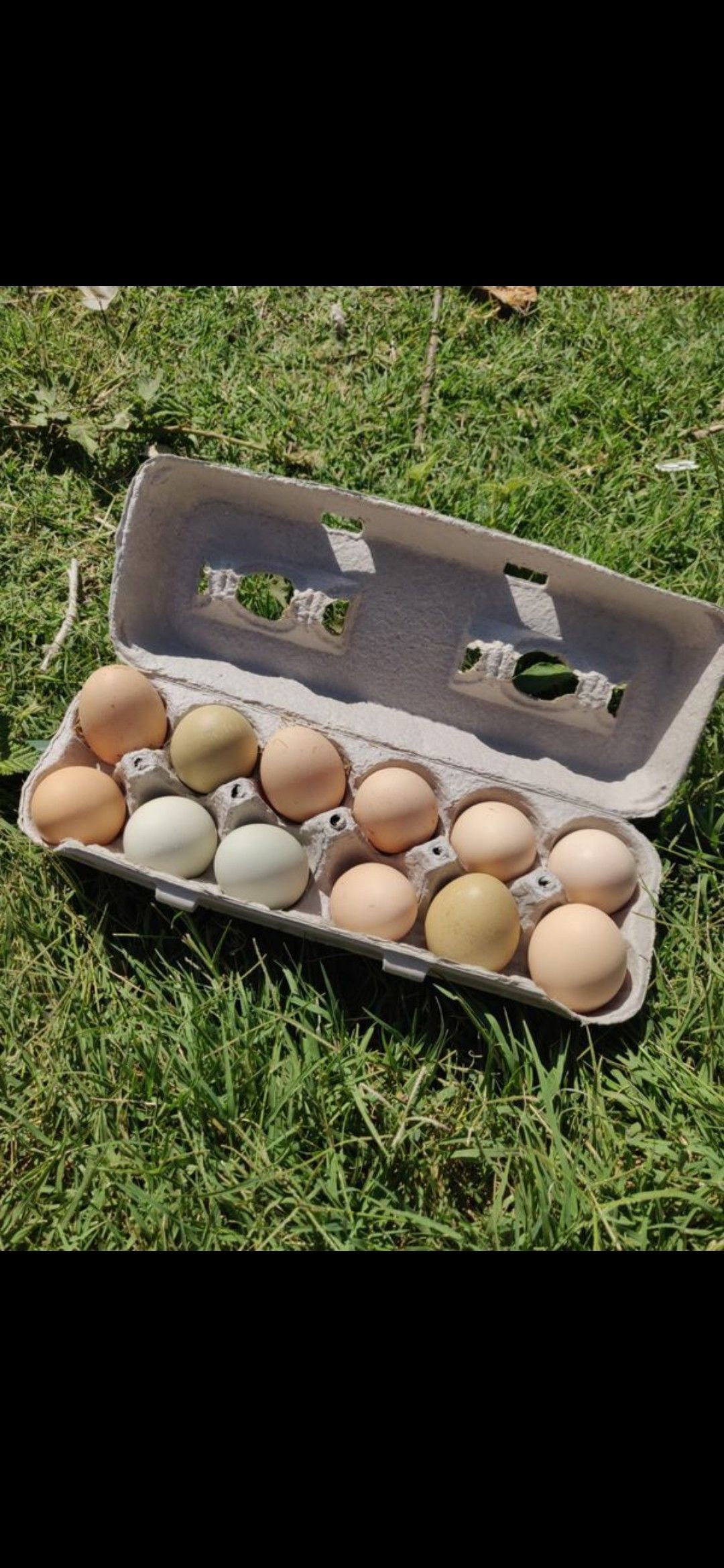 Fresh Organic Chicken Eggs