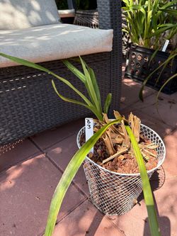 Cymbidium orchid B3