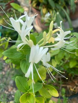 Honeysuckle Vine Plant