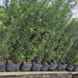 podocarpus  over 4 feet tall Instant Privacy Hedge For Fence Green Full Ready 
