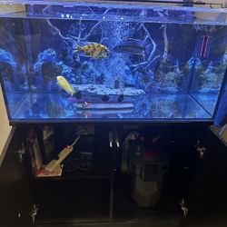 Fish Tank + Fish Bundle – Ready to Go