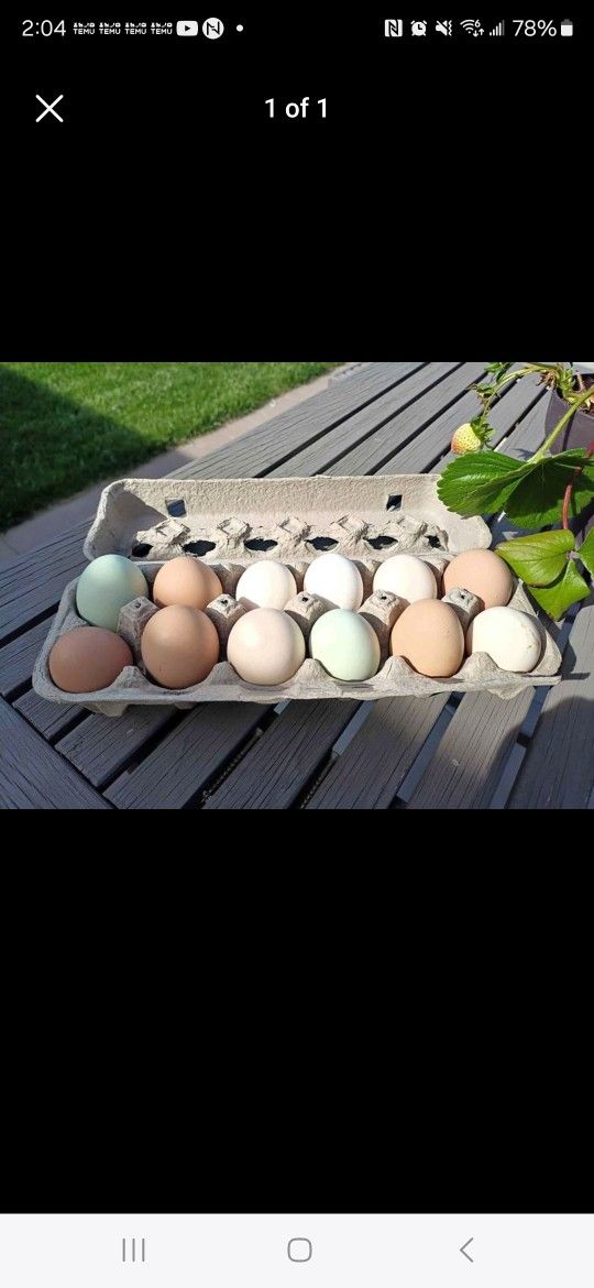 Oganic Farm Fresh Eggs Delhi