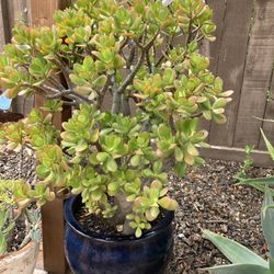 Large Jade Succulent In Large Blue Ceramic Belly Pot/$50 Firm/Lakeside