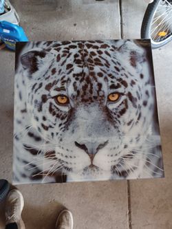 Majestic glass leopard print 24x23 nice solid wall art
