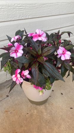 Flowers pot