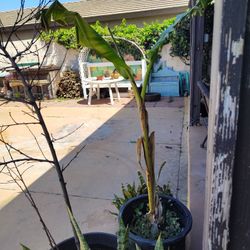 Banana Plant 