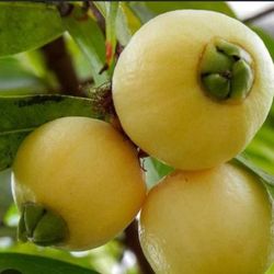 Rose Apple Fruit Tree 
