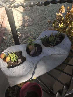 Succulents