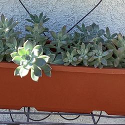 Graptosedum Darley Sunshine 