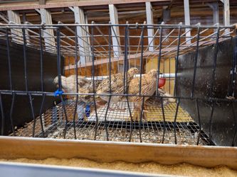 Cages Coturnix Quails