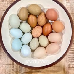 Farm Fresh Eggs