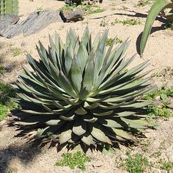 Agave Blue Glow