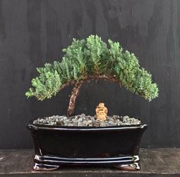 Bonsai Juniper