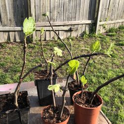 Fig Tree Cuttings