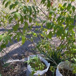 Planta De Esperanza$18.00 Una Están Grandes   