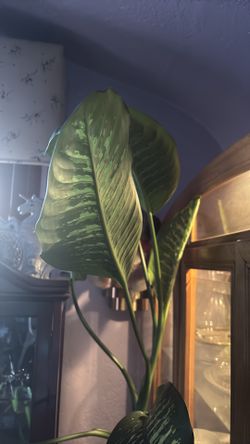 Tree plant