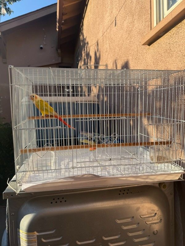 Bird Cages