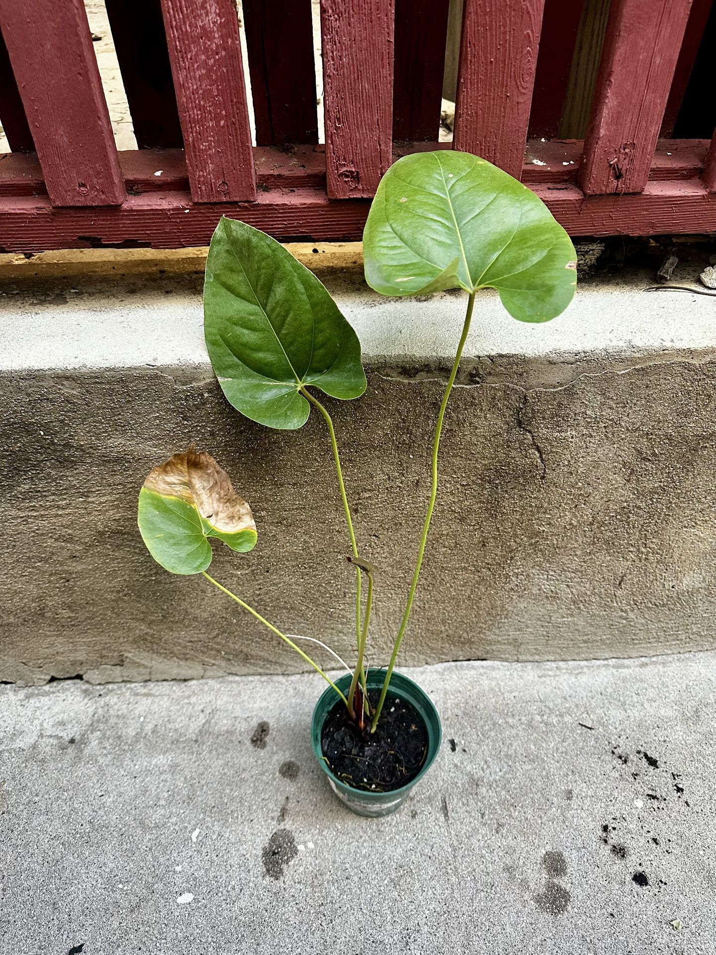 Anthurium Decipiens 4 Live Plant