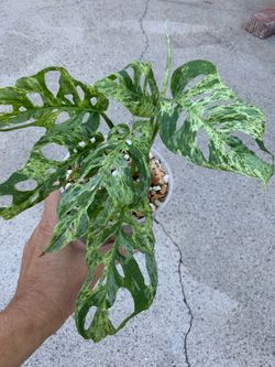 Monstera Adansonii mottled variegated