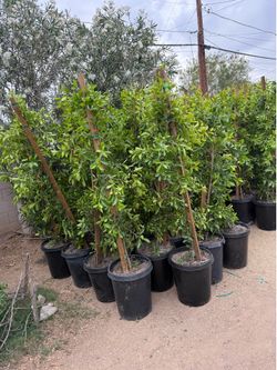 Ficus Trees For Privacy Hedges