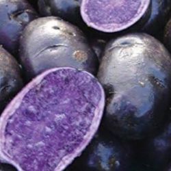 1 Gal Purple Potatoes Plant 