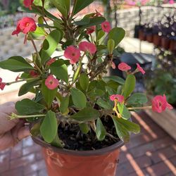 Crown of thorns