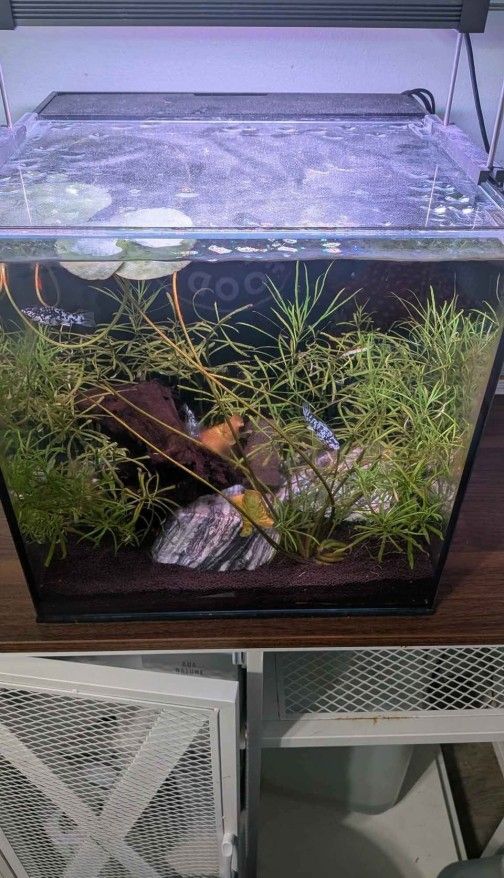 Rimless Aquarium (UNS 35A)