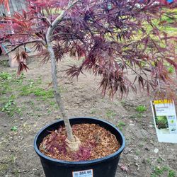 Japanese Lace Leaf Maple
