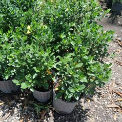 Gardenia Shrubs $15🌸