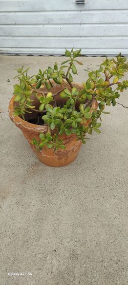 Jade plant and pot