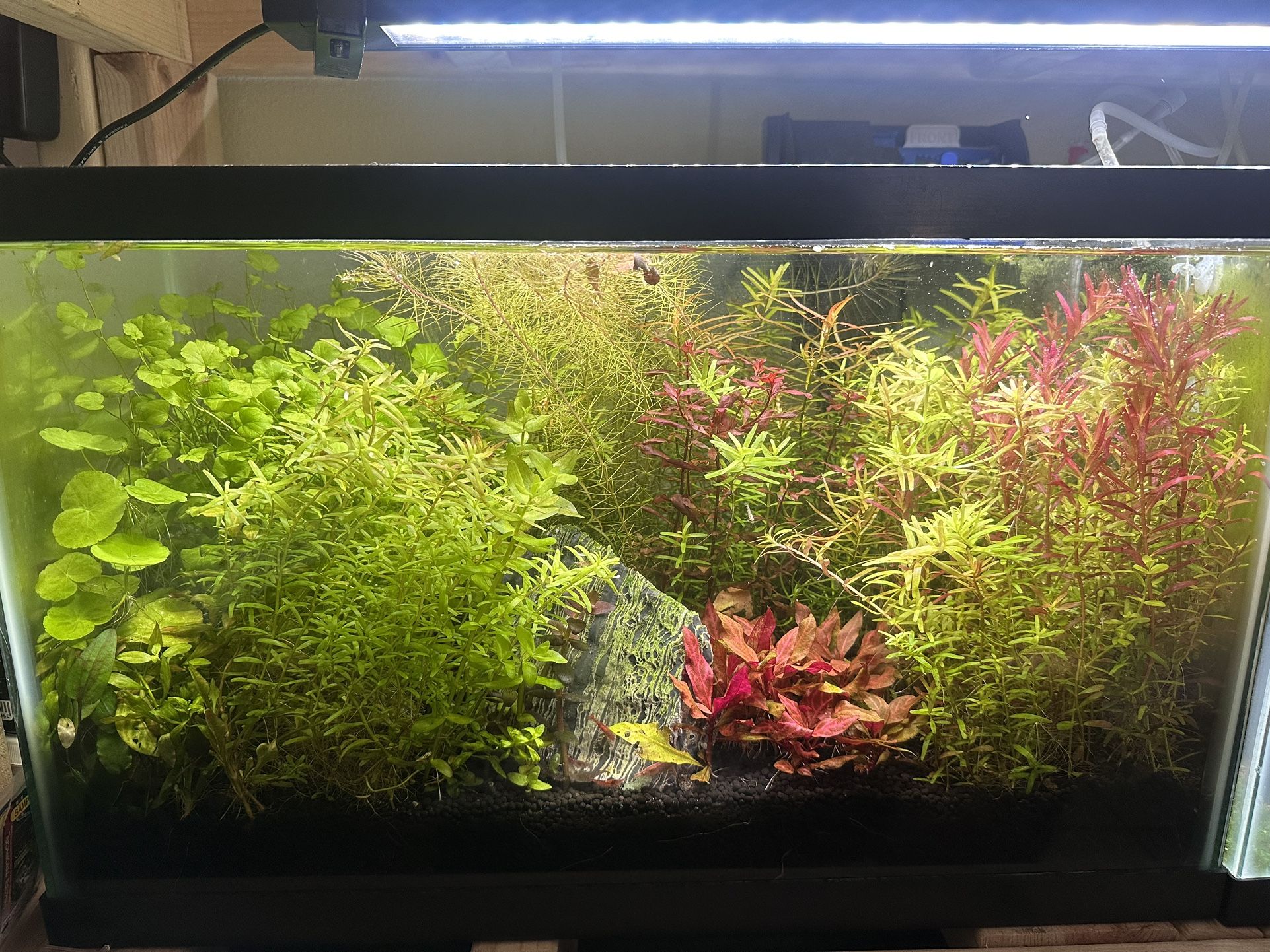 10 gallon planted aquarium
