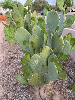 Nopales para comer