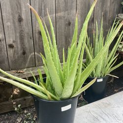 Aloe Vera Plant 