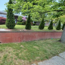 Emerald Green Arborvitae 