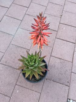 Beautiful Large Blooming Aloe Vera Plant Flower Succulent In Pot Home Patio Yard Garden Lawn