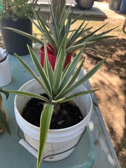 Plants for sale