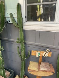 Euphoriba trigona 2-5 ft tall