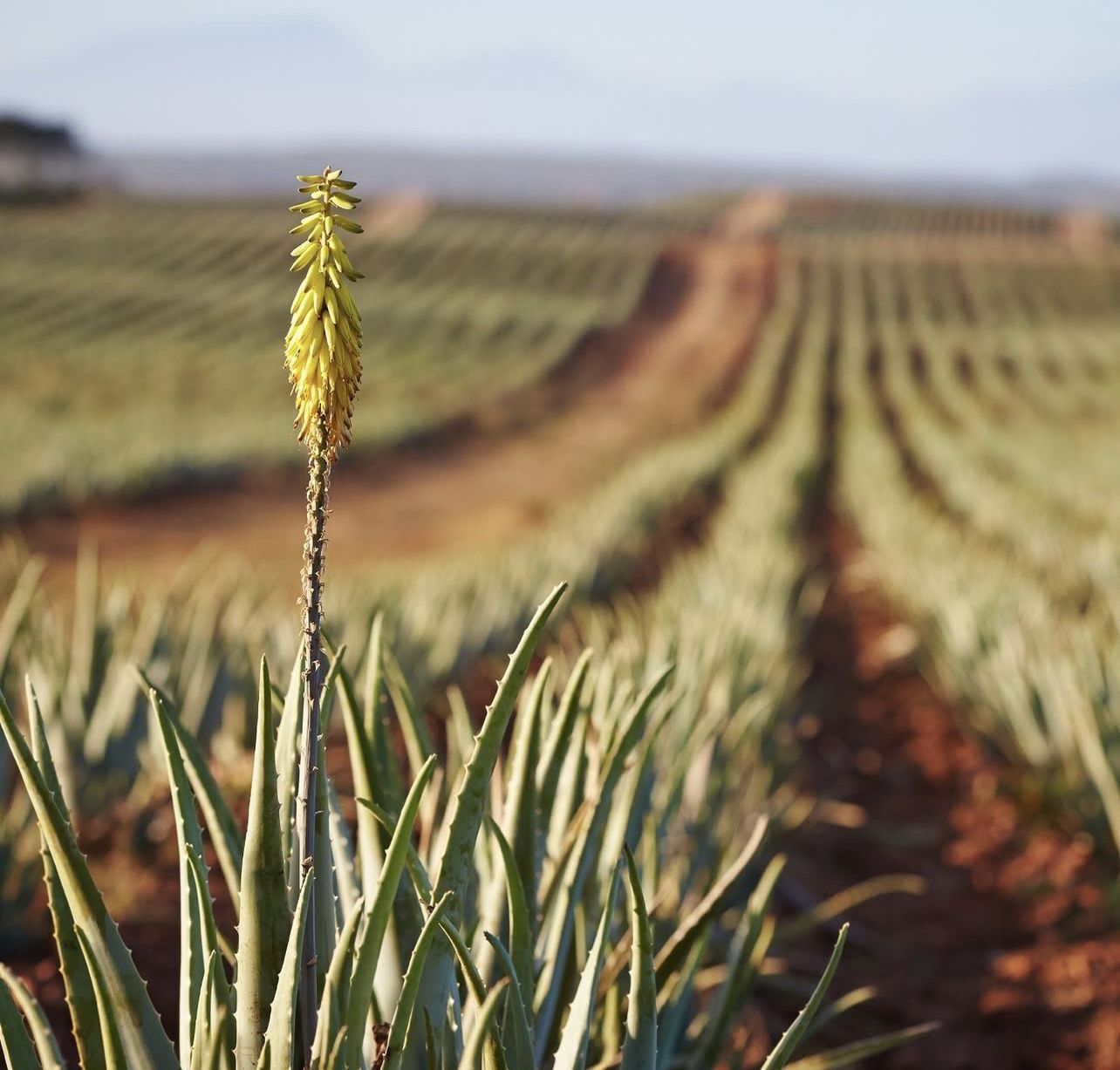 Aloe Vera