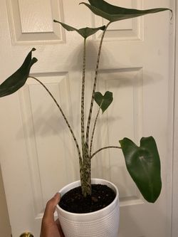 Rare & Unusual House Plant | Alocasia Zebrina | Zebra Plant | This Baby  Grows Into a 6' Feet Tall Giant | Beautiful Striped Stems | 4 Pot for Sale  in Atlanta, GA - OfferUp