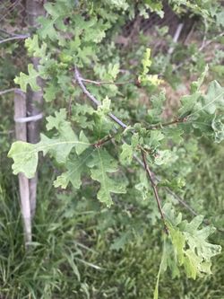 White oak? FREE!!!!!