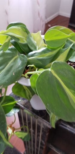 epipremnum aureum money plant