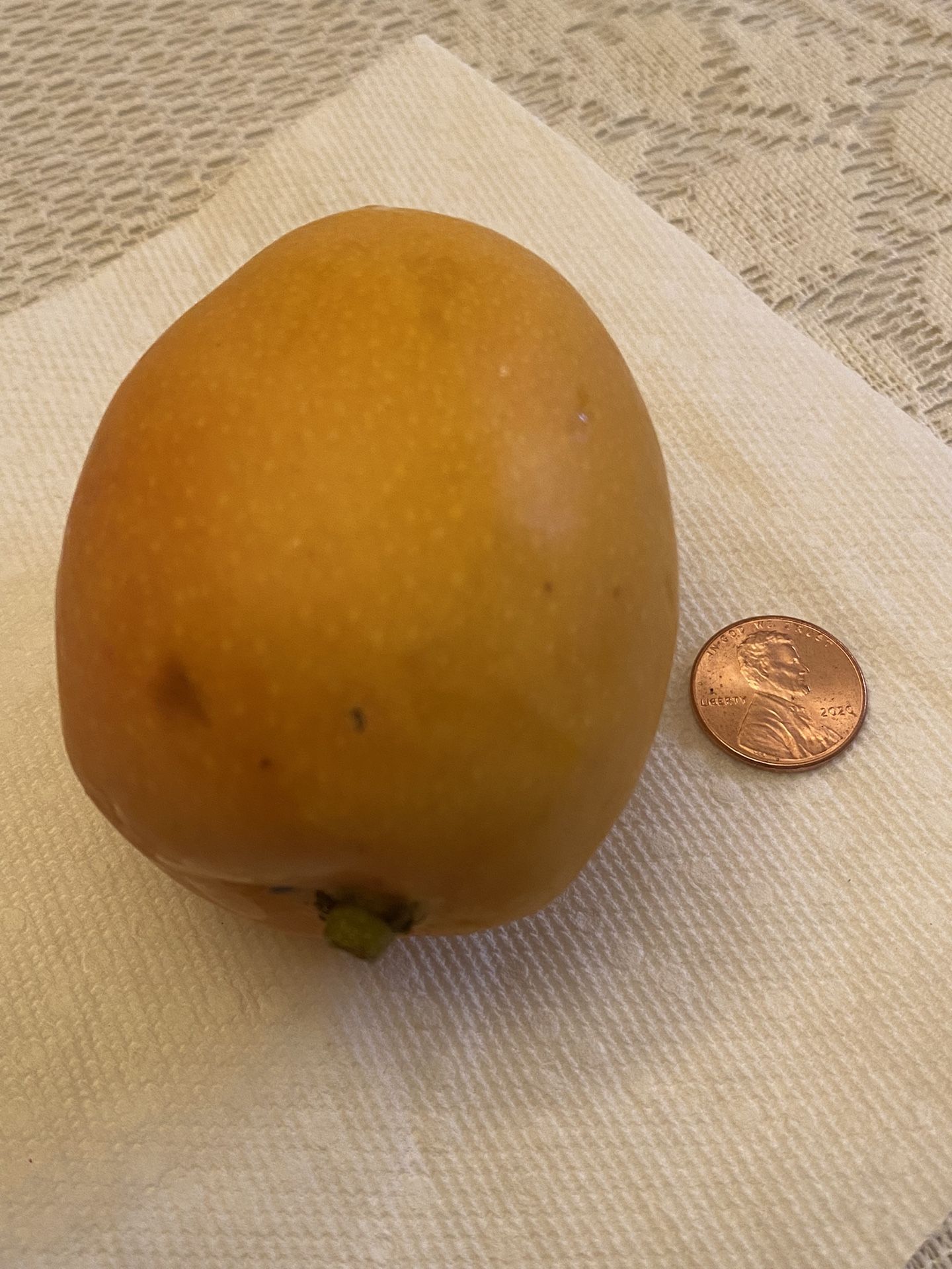 Turpentine Mango Seeds $1 Each
