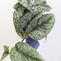 Scindapsus Pictus Exotica Silver Pothos Plant 4" Pot - Indoor House Plants