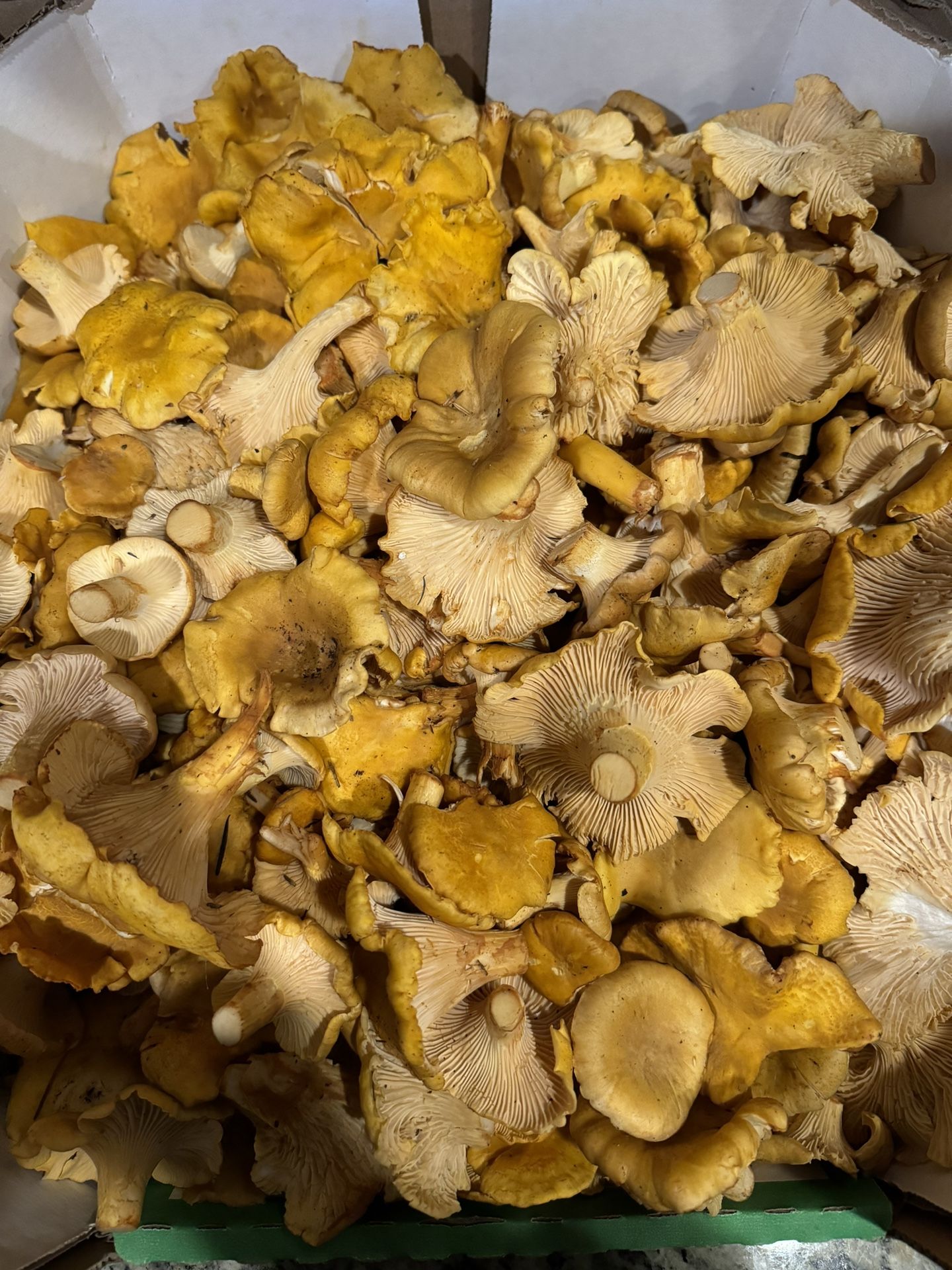15 1/2 Lbs Chanterelle