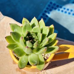 Stonemoon Succulents( Korean Succulents)