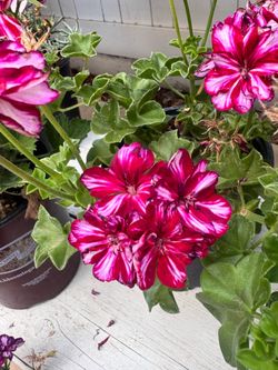 Geraniums $8 each in 1 gallon pot