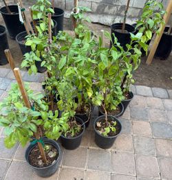 Basil 🌿 Plans $12 Each Price Firm