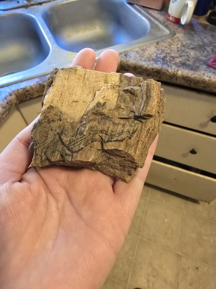 Petrified Wood