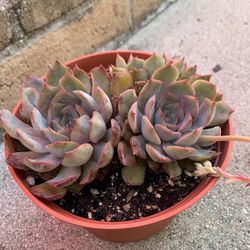 Echeveria Succulent Plant