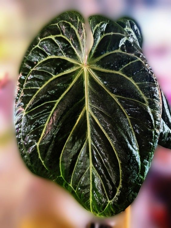 Anthurium KOS Bottom Cut